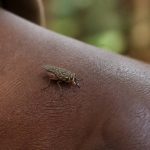African sleeping sickness vector: what to know about tsetse flies and disease prevention