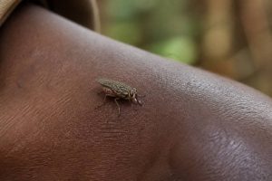 African sleeping sickness vector: what to know about tsetse flies and disease prevention