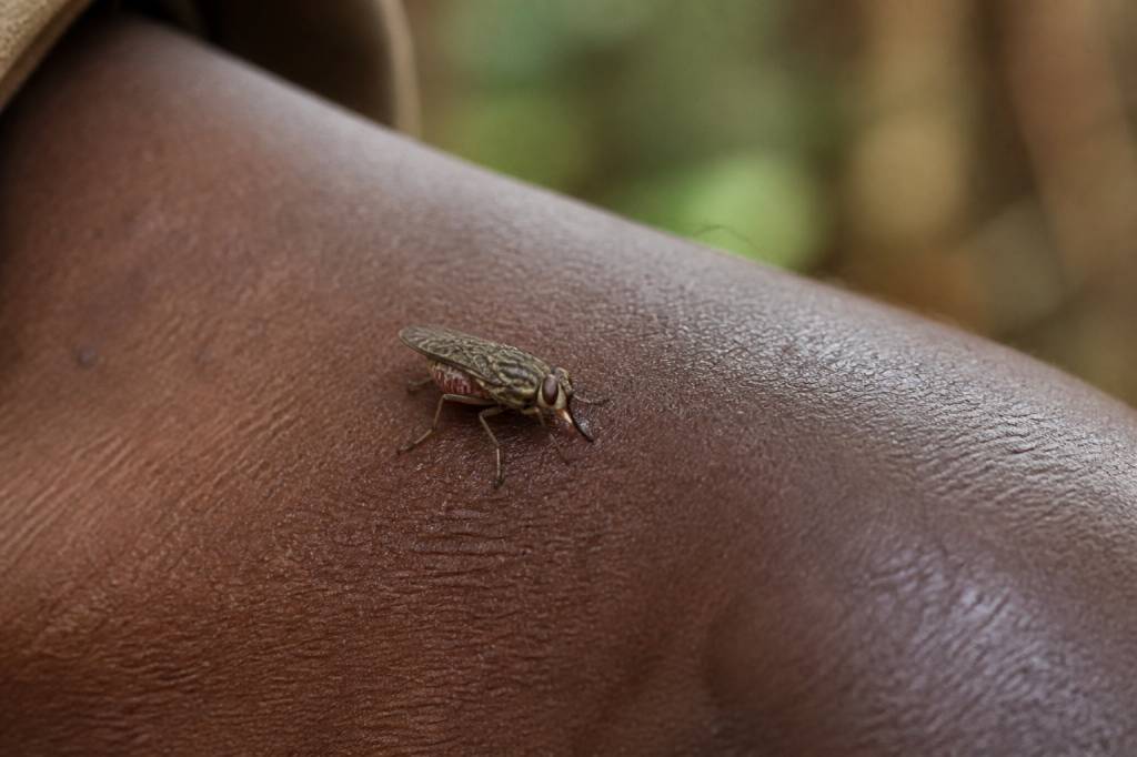 African sleeping sickness vector: what to know about tsetse flies and disease prevention
