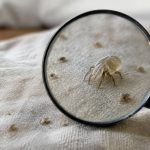 Acari: understanding the health risks of mites and ticks