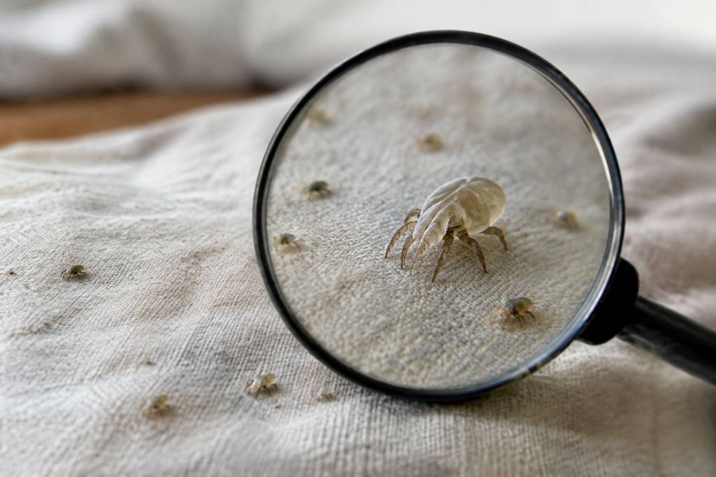 Acari: understanding the health risks of mites and ticks
